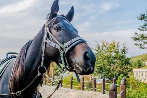 Closeup profile of adult horse wearing full tack with blue partly cloudy sky in background