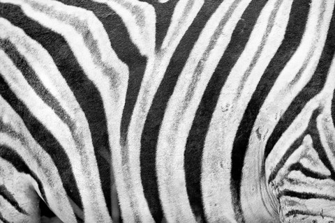 Plains zebra (Equus quagga), wild, free living, safari, ungulate, detail, stripes, pattern,