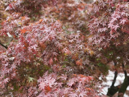 Maple acer tree