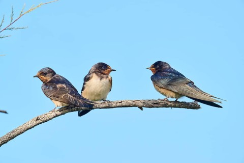 Barn swallow (Hirundo rustica) youngsters sitting on a branch, Camargue, France, Europe