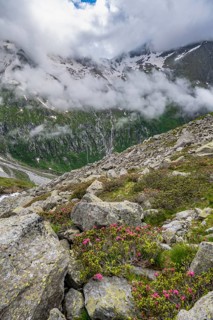 Cloudy mountain landscape with blooming alpine roses, view of rocky and glaciated mountains,