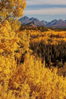 Autumn coloured birch and aspen trees in front of mountains in midday sun, Denali Parkroad, Denali