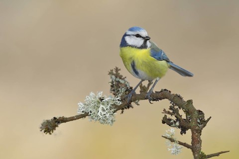 Blue tit (Parus caeruleus), sitting on a branch overgrown with reindeer lichen (Cladonia