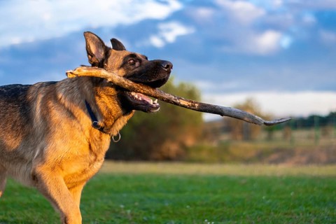 Cute german shepherd dog playing with a stick on the grass