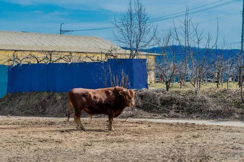 Large brown bull standing in field with farm buildings and leafless trees in background