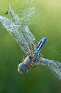 Wasp spider (Argiope bruennichi) with king dragonfly (Anax imperator), Emsland, Lower Saxony,