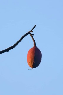Brazilian kapok tree fruits, Amazonas state, Brazil, South America