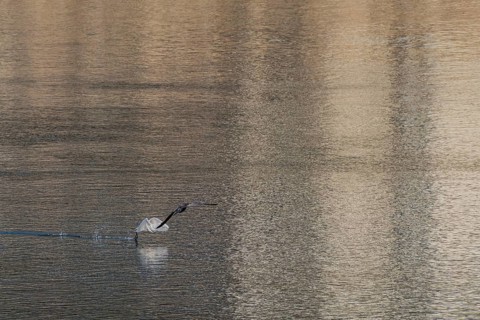 Egret at river surface with fish in beak and wings forward as cormorant flies overhead