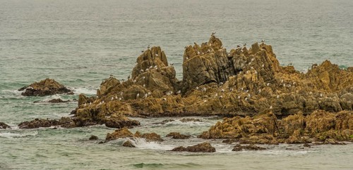 Large flock of seagulls perched in rocky outcropping on grey misty day