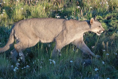 Cougar (Cougar concolor), silver lion, mountain lion, cougar, panther, small cat, Torres del Paine