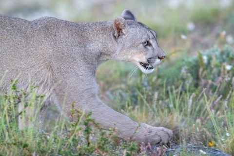Cougar (Cougar concolor), silver lion, mountain lion, cougar, panther, small cat, animal portrait,