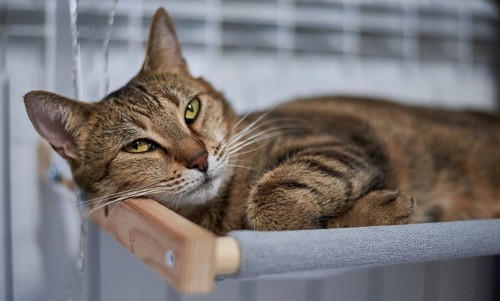 Image of a purebred Bengal cat lying on a hammock attached to a heater. Pet care concept. Mixed