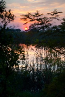 Riverbank in the evening sun in the Okavango Delta on the Kwando River in BwaBwata National Park,