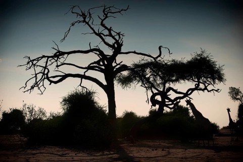 Angolan giraffe (Giraffa angolensis), evening sun, silhouette, silhouette, animal, ungulate,