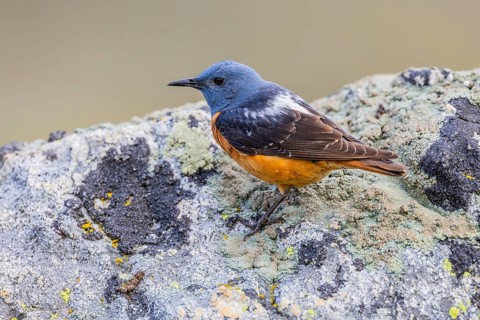 Common rock thrush (Monticola saxatilis), male, Castile-Leon province, Picos de Europa, Spain,