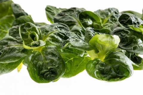 Field salad, studio shots on a white background