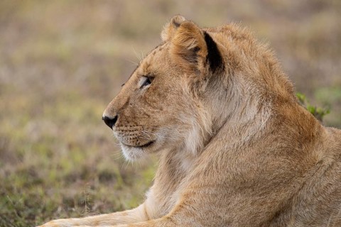 Lion (Panthera leo) Masai Mara Kenya