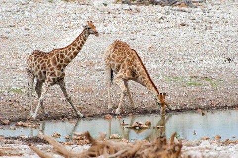 Angolan giraffe (Giraffa giraffa angolensis) drinking at Okaukuejo waterhole in Etosha National