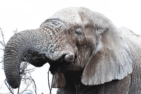 White African elephant (Loxodonta africana) in Etosha National Park, white from salt pan dust,