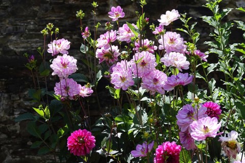 Flower arrangement in a flower bed in front of an old stone wall, Pleyben, Finistere Penn-ar-Bed