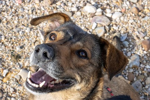 A cute, cuddly puppy portrait showcasing its furry body and innocent expression, a beloved pet for