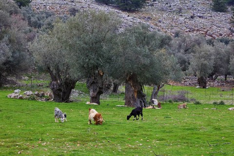 Grazing goats (caprae) under olive trees in a green meadow, Aradena Gorge, Aradena, Sfakia, Crete,