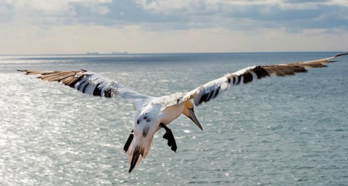 Rear view of a northern gannet (Morus bassanus) (synonym: Sula bassana), young bird in juvenile