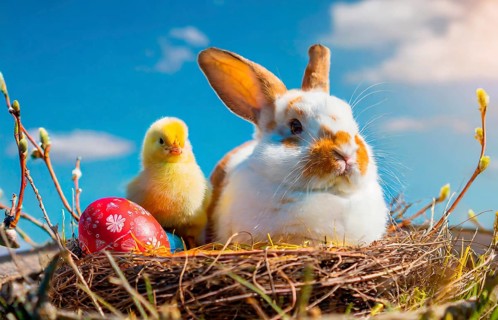 Easter, the Easter bunny and a chick sit in an Easter nest with colourful Easter eggs, AI
