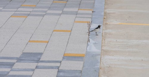 Japanese Wagtail, common in Japan, Korea, Taiwan, Eastern China, and eastern Russia, standing on