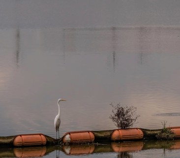 Closeup of white egret standing on orange float in river