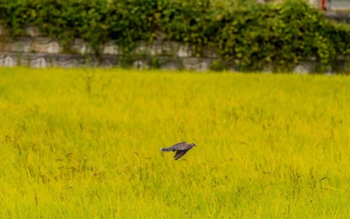 Lone turtle dove with wing extended in flight above green field