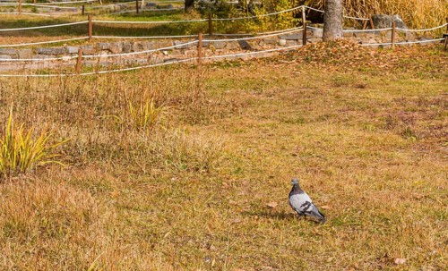 Closeup of pigeon hunting for food in grass with a roped off walkway in background