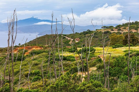 Withered tree poles, green bushes, in the park of the former Miniere Calamita mine, behind the