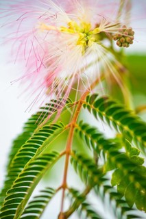 Blossoms of a bastard tamarind (Albizia julibrissin), Capoliveri, Elba, Tuscan Archipelago,