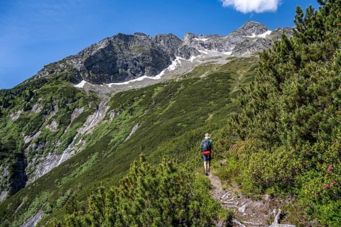 Mountaineer on a hiking trail through mountain pines, Berliner Hoehenweg, behind summit