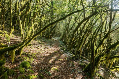 Hiking trail through forest with moss, valley of the Loue, Lizine, near Besancon, Departement