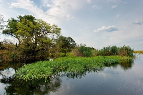 River cruise in the Okavango Delta, reeds, clouds, nature, natural landscape, landscape, nobody,