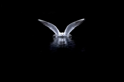 A black-headed gull landing, Lake Kemnader, Ruhr area, North Rhine-Westphalia, Germany, Europe