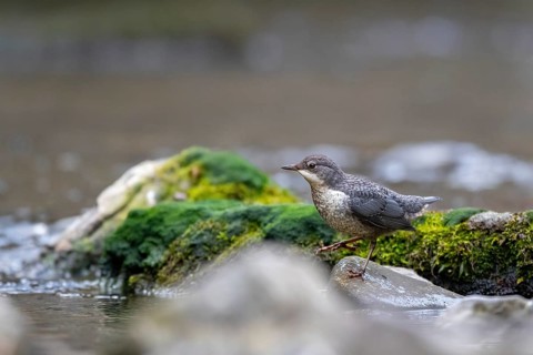 A dipper hunting, Hoennetal, Sauerland, North Rhine-Westphalia, Germany, Europe
