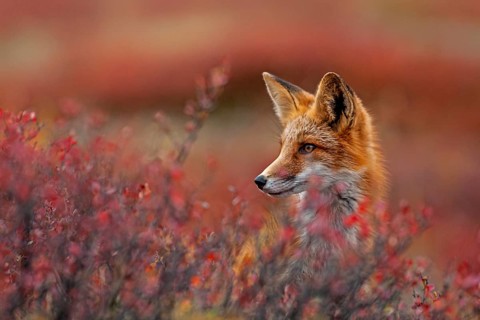 Red fox (Vulpes vulpes) in autumn tundra, portrait, Dempster Highway, Yukon Territory, Canada,