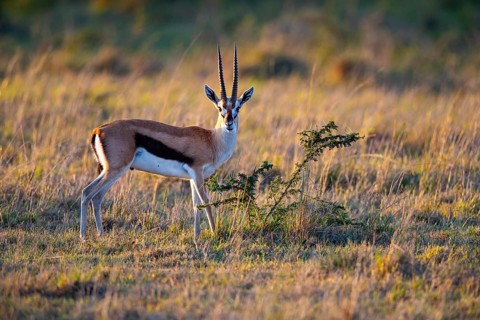 Thomson's gazelle (Gazella thomsoni) Masai Mara Kenya