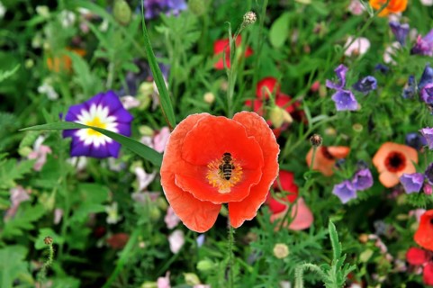 Colourful flower meadow, Schwaebisch Gmuend, Baden-Wuerttemberg, Germany, Europe