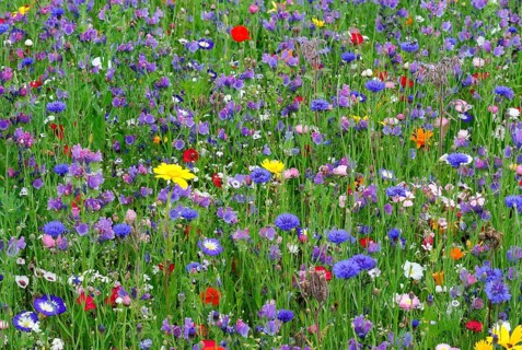 Cornflowers (Centaurea cyanus), yarrow (Achillea), mallow (Malva), yellow daisies (Leucanthemum),
