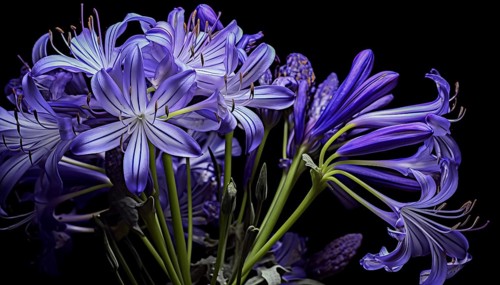 Agapanthus black magic, African lily, with delicate petals against a dark background highlighting