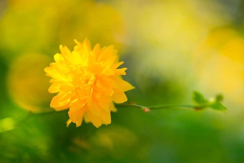 Flower of a ranunculus (Kerria japonica 'Pleniflora') or ranunculus bush, Japanese kerrie, Japanese