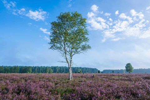 Heathland, flowering common heather (Calluna vulgaris) and birch (Betula), blue sky, Lueneburg