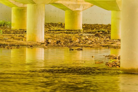 Two spot-billed ducks looking for food in shallow river under concrete bridge on sunny day