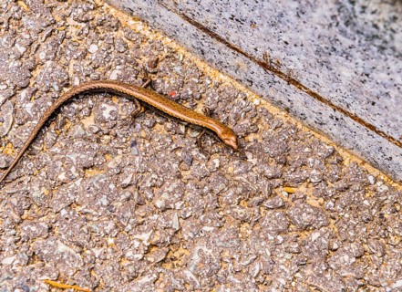 Small bronze colored lizard resting in sun next to curb of paved road