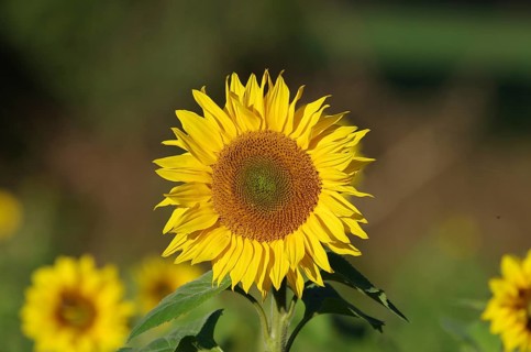 Sunflower (Helianthus annuus), blossom, yellow, flower, summer, good mood, close-up of a large