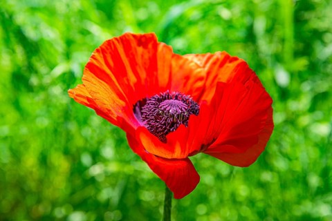 Red flower of the Turkish poppy (Palaver orientale), Botanical Garden, Munich, Upper Bavaria,